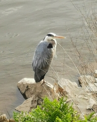 Ardea cinerea