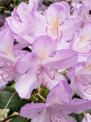 Rhododendron × hybridum