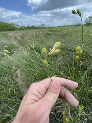 Carex tetrastachya
