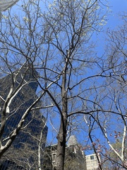 Liquidambar styraciflua