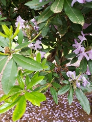 Rhododendron × hybridum