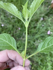 Ruellia drummondiana
