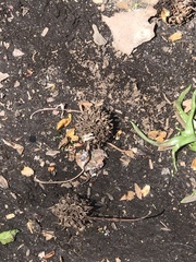 Liquidambar styraciflua