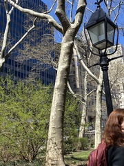 Platanus × hispanica