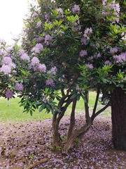Rhododendron × hybridum