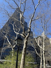 Platanus × hispanica