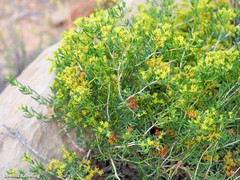 Gymnocarpos decander