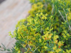 Gymnocarpos decander