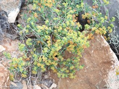 Gymnocarpos decander