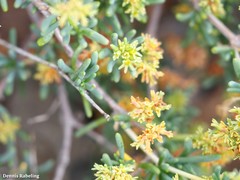 Gymnocarpos decander