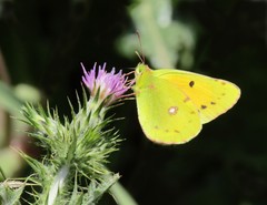 Colias croceus