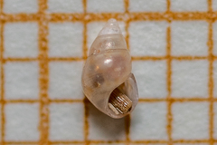 Crisilla semistriata