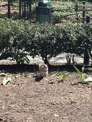 Sciurus carolinensis