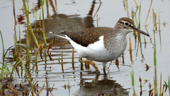 Actitis hypoleucos