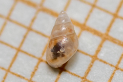 Crisilla semistriata