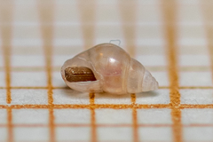 Crisilla semistriata