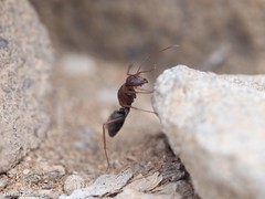 Camponotus feae
