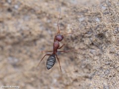 Camponotus feae