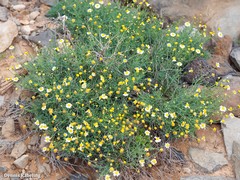 Argyranthemum gracile