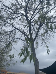 Celtis australis