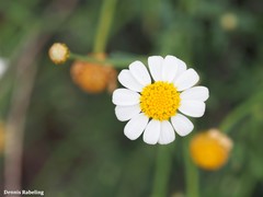 Argyranthemum gracile