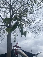 Celtis australis