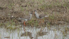 Tringa totanus