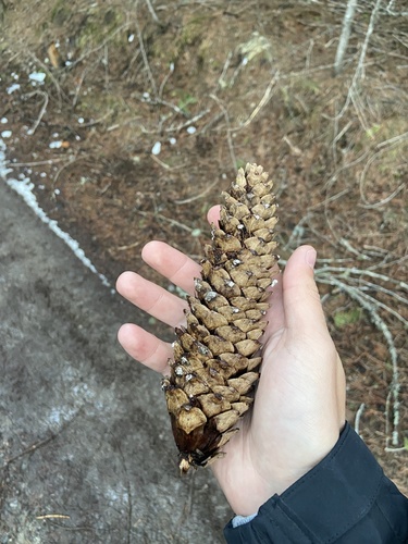 Western white pine (Pinus monticola)