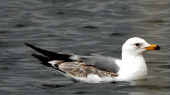 Larus armenicus