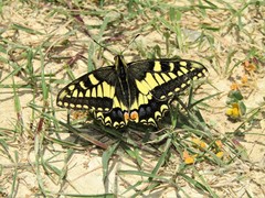 Papilio machaon