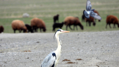 Ardea cinerea