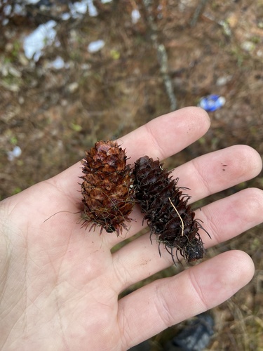 Western larch (Larix occidentalis)