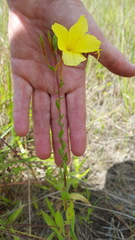 Oenothera heterophylla