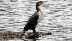 Phalacrocorax carbo