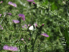 Pieris rapae