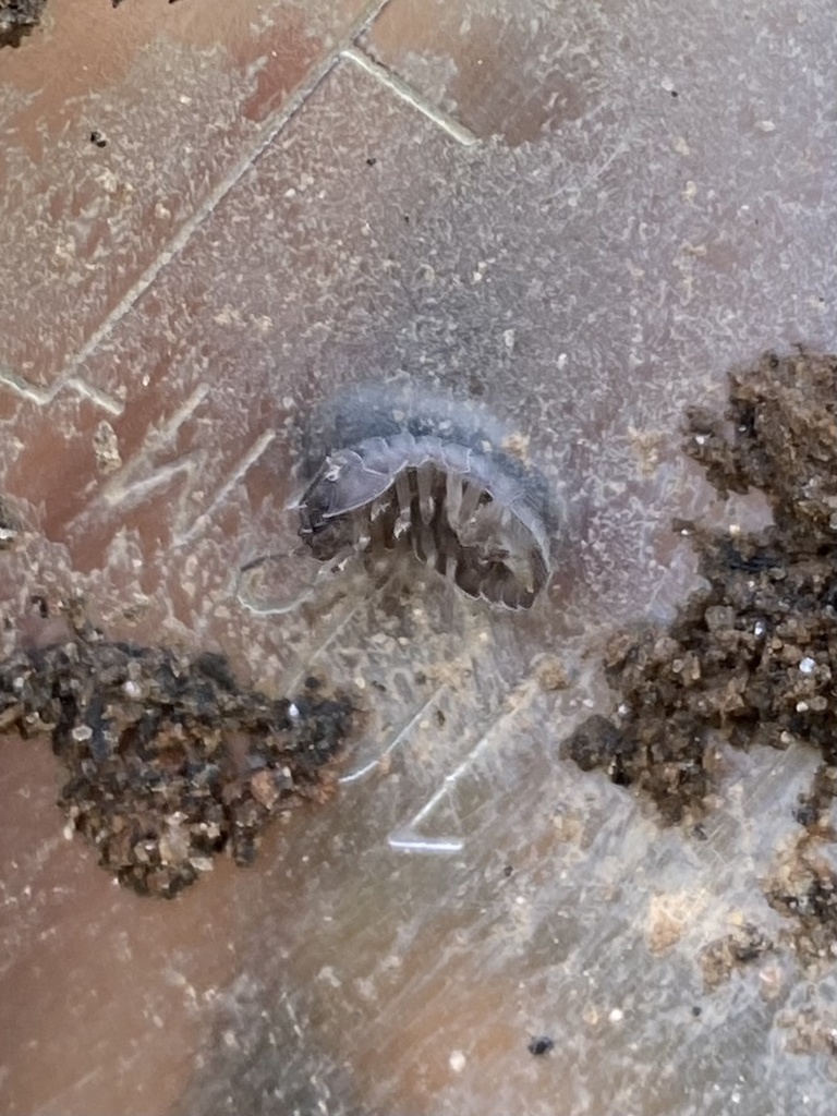 Woolice Rocks Woodlice, Pillbugs, and Rock Slaters from Clayton State Blvd, Morrow ...