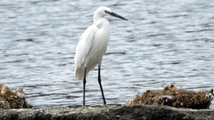Egretta garzetta