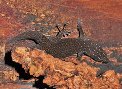 Sphaerodactylus argus