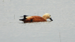 Tadorna ferruginea