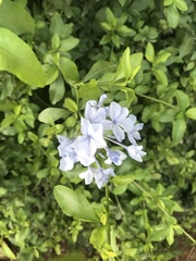 Plumbago auriculata