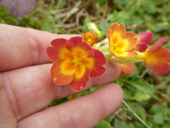 Primula × polyantha