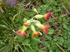 Primula × polyantha