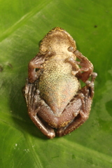 Tropicalia's Snouted Treefrog photo 4