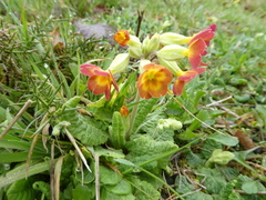 Primula × polyantha