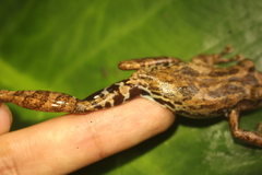 Tropicalia's Snouted Treefrog photo 3
