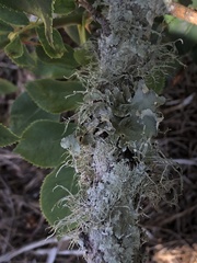 Ramalina stenospora