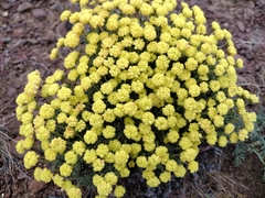 Eriogonum thymoides