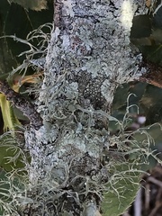Ramalina stenospora