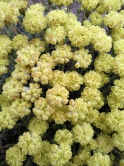 Eriogonum thymoides