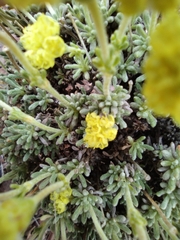 Eriogonum thymoides
